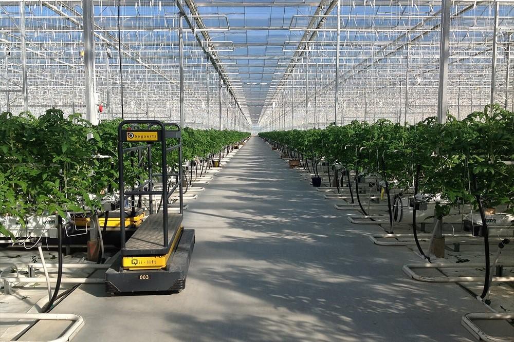 Rows of crops inside an industrial glass greenhouse